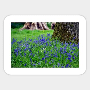 Bluebell Woods Bluebells Basildon Park Reading Berkshire Sticker